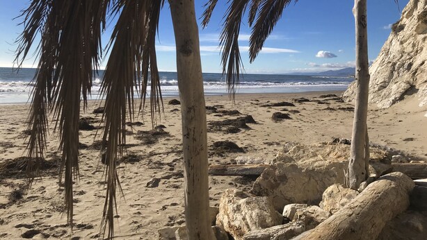 A beach with palm trees, rocky terrain, and the ocean in the background. - Casa del Sol - Peaceful home away from home. (Santa Barbara)