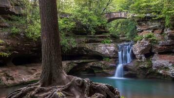 Un paisaje natural con cascada, un puente y un árbol grande de raíces extensas.
