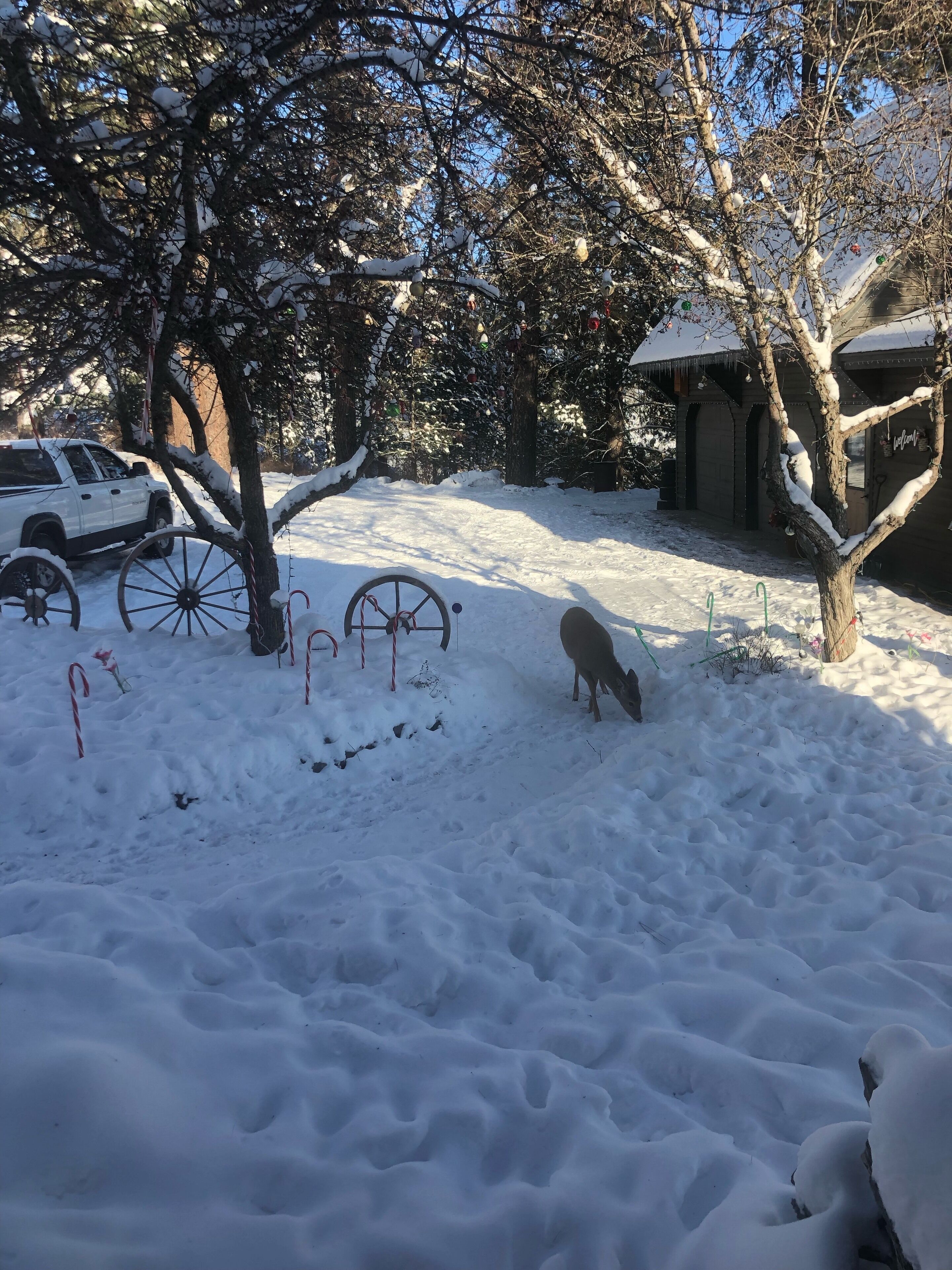 Un espacio exterior nevado con una estructura de madera, una rueda de carromato y un perro.