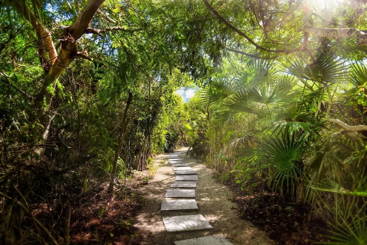 Ein steiger Weg durch einen dichten Wald, wobei Sonnenlicht durch die Bäume scheint.