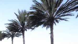 File di palme e poltrone da spiaggia lungo la riva.