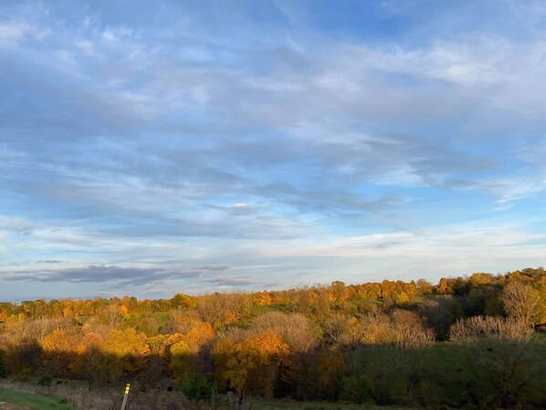 Un paysage composé de diverses espèces d’arbres et d’arbustes, avec un ciel dégagé et un horizon lointain.