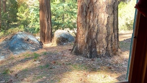 A window view of a forest with a large tree and a rock.