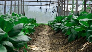 Un invernadero con hileras de plantas verdes y frondosas, un camino de tierra y una estructura de madera al fondo.