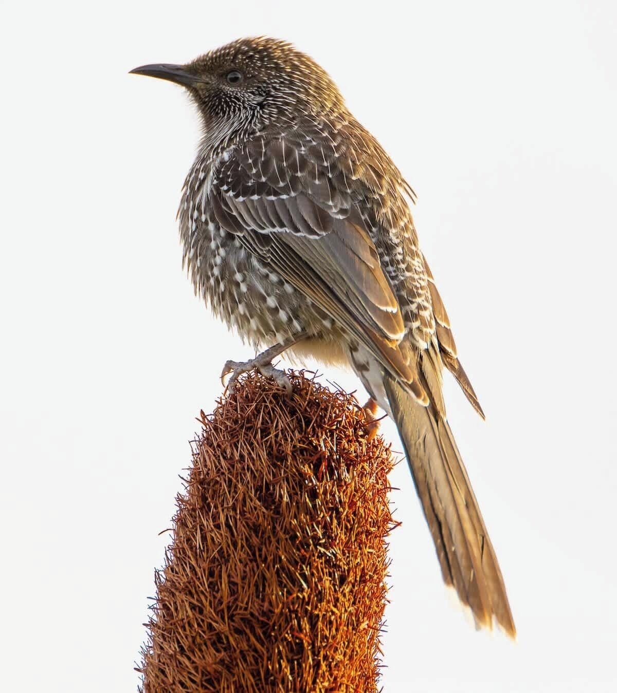 Un oiseau était perché sur une structure cylindrique.