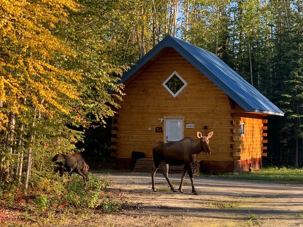 Exterior - Moose Tracks Cabin in North Pole, Alaska (North Pole)