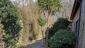 Un sendero que conduce a un edificio con fachada de madera y un pequeño jardín con una palmera y arbustos.