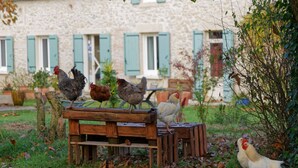 A rustic stone building with green shutters, a wooden bench, and chickens in the foreground. - Beautiful stone house with swimming pool in a protected nature setting (Pondaurat)