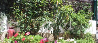 Casa el Olivo Tenerife, private heated pool.