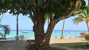 A large tree with a bench under it, a sandy area, and a view of the ocean with boats.