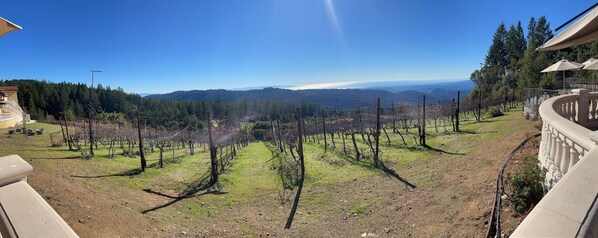 A vineyard with rows of grapevines, a clear sky, and distant mountains.
