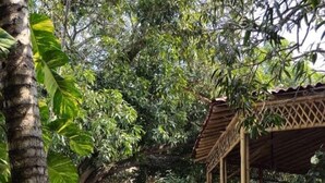 A stone pathway leading to a covered area with arches, surrounded by lush greenery and a bamboo structure. - Hotel HF Hacienda San Francisco (Paso de Ovejas)