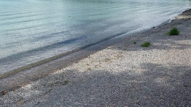 Un lago tranquilo con una playa de guijarros y un área boscosa al fondo.