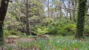 A forest with dense foliage, including ferns and trees, and a ground covered with green grass and fallen leaves.