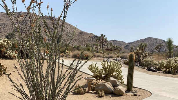 Un paysage désertique avec des cactus et un chemin pavé.