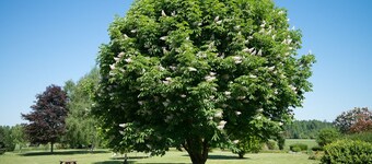 IN THE FLOWER GARDEN