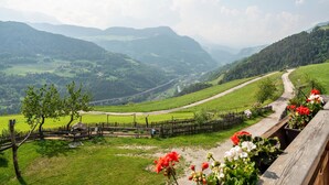 Un paisaje rural con un camino de tierra, cerca de madera y plantas en flor.