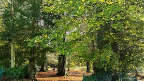 A park with trees, a pathway, and a green fence.