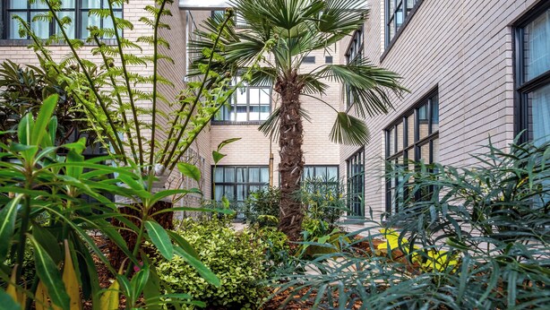 A courtyard with a palm tree, various plants, and a building with multiple windows and balconies. - Second Nature London Chiswick (London)