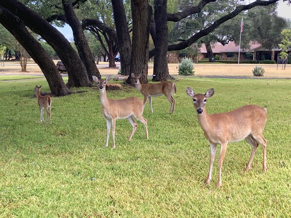 A grassy area with several deer. - Georgetown Casita ♥ Quiet, Amazing Views & Close to Everything! (Georgetown)