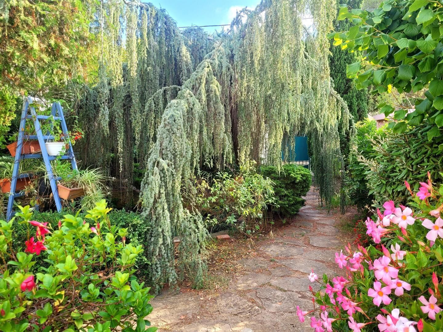 Ein Kiesweg in einem Garten mit Weidenbäumen, einer blauen Leiter und rosa Blüten.