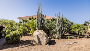 A desert garden with cacti, a large rock, and a building with a red-tiled roof.