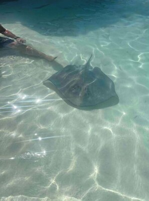 Outdoor pool - SPECIAL FALL RATE  IS IN  Come enjoy Paradise!  (George Town)