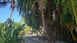 A paved pathway flanked by lush tropical vegetation, including palm trees and broad-leafed plants.
