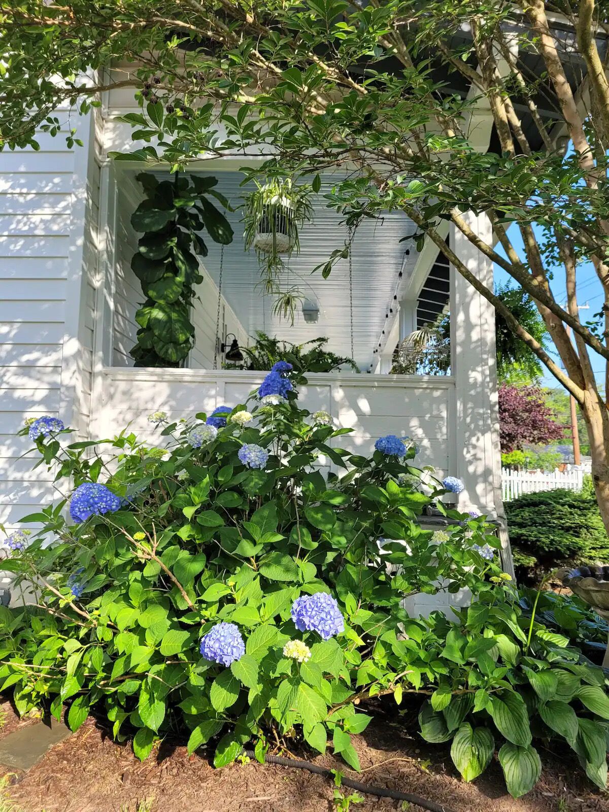 A white house with a covered porch, surrounded by lush greenery and hydrangea bushes.