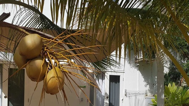 Un espacio de estar al aire libre techado con una mesa y sillas, una palmera y un edificio blanco con puerta y ventanas.