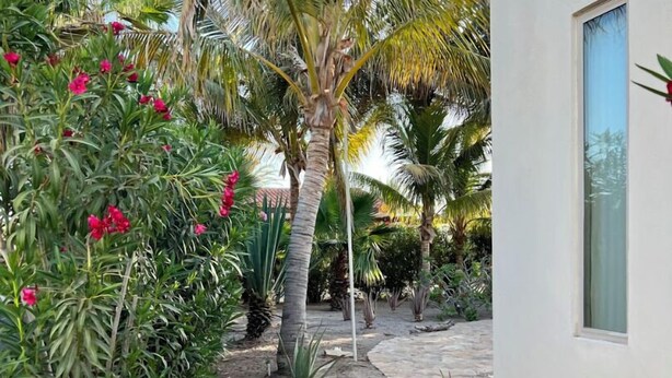 Uma trilha de pedra leva a um edifício branco com uma janela, cercado por diversas plantas tropicais e uma palmeira.
