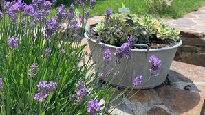 A garden with lavender plants, a stone bench, and a white chair.