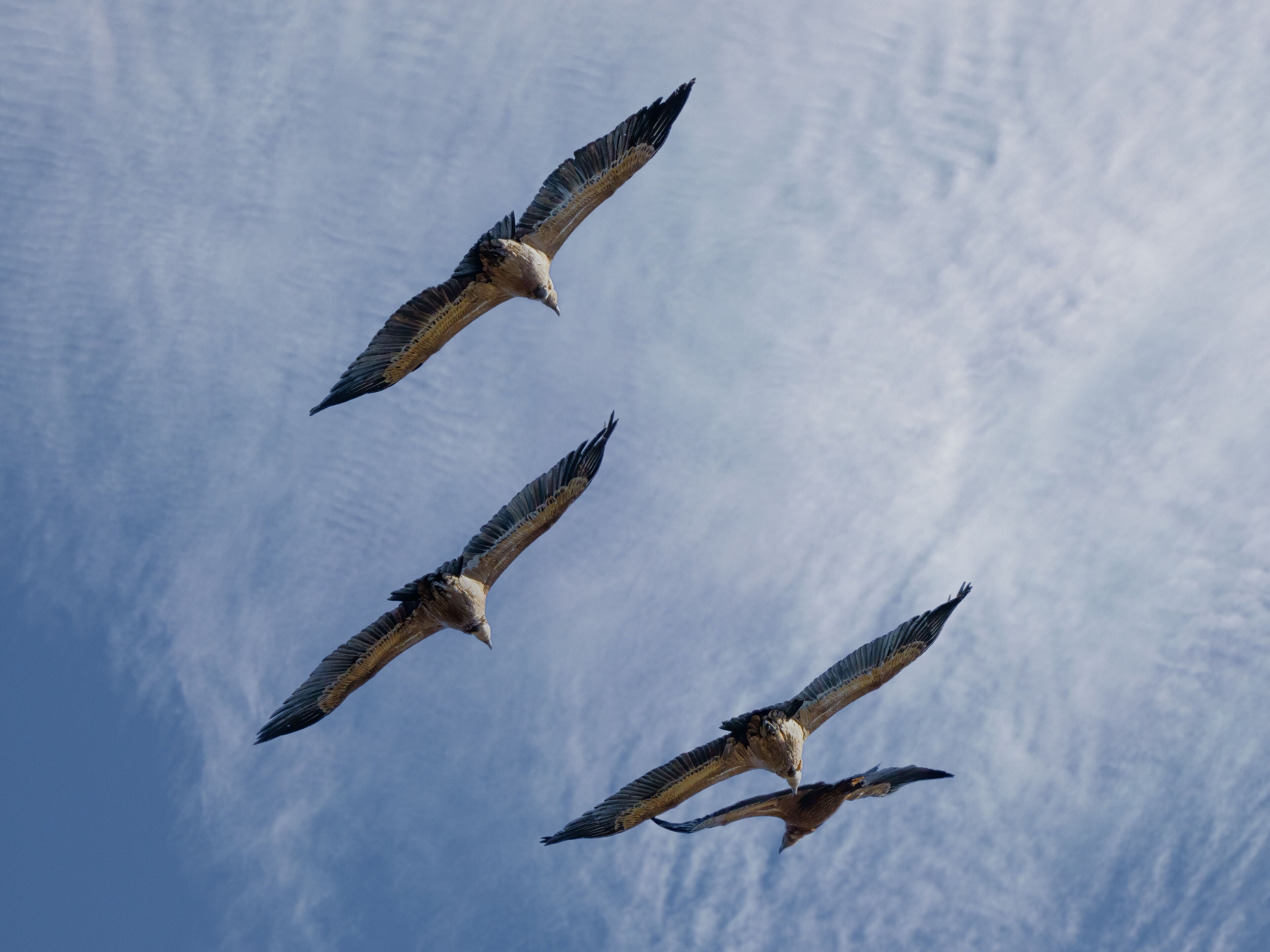 Three birds flying against a cloudy sky.