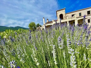 Exterior detail - The most romantic hacienda in Andalucia (Saleres, Granada)