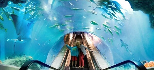Un túnel submarino con techo de cristal, que permite ver claramente la vida marina.