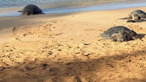 A sandy beach with several sea turtles. - Poipu Paradise Beach Condo (Koloa)