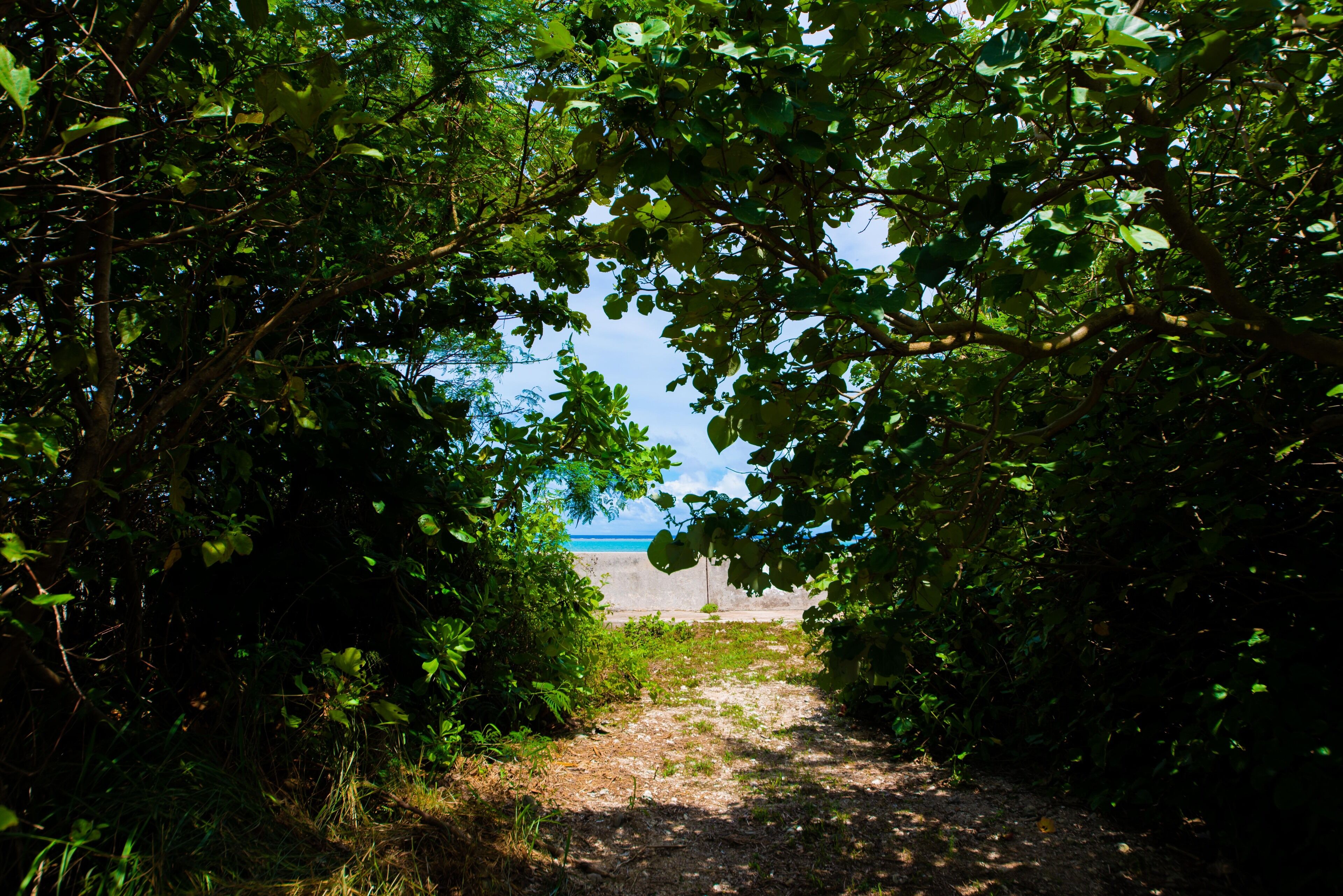Un sentier qui traverse un feuillage dense et mène à une plage.