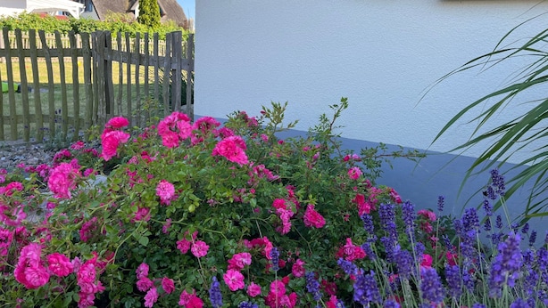 Un jardín con flores rosadas y púrpuras frente a un edificio con contraventanas azules.