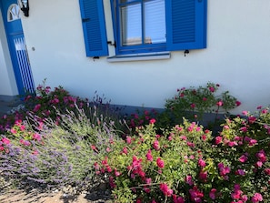 A building with a white exterior and blue shutters, surrounded by a garden with pink and purple flowers. - 3-room vacation home (6 persons) Luv - Holiday homes Luv and Lee OVS 106 with sauna (Zierow)