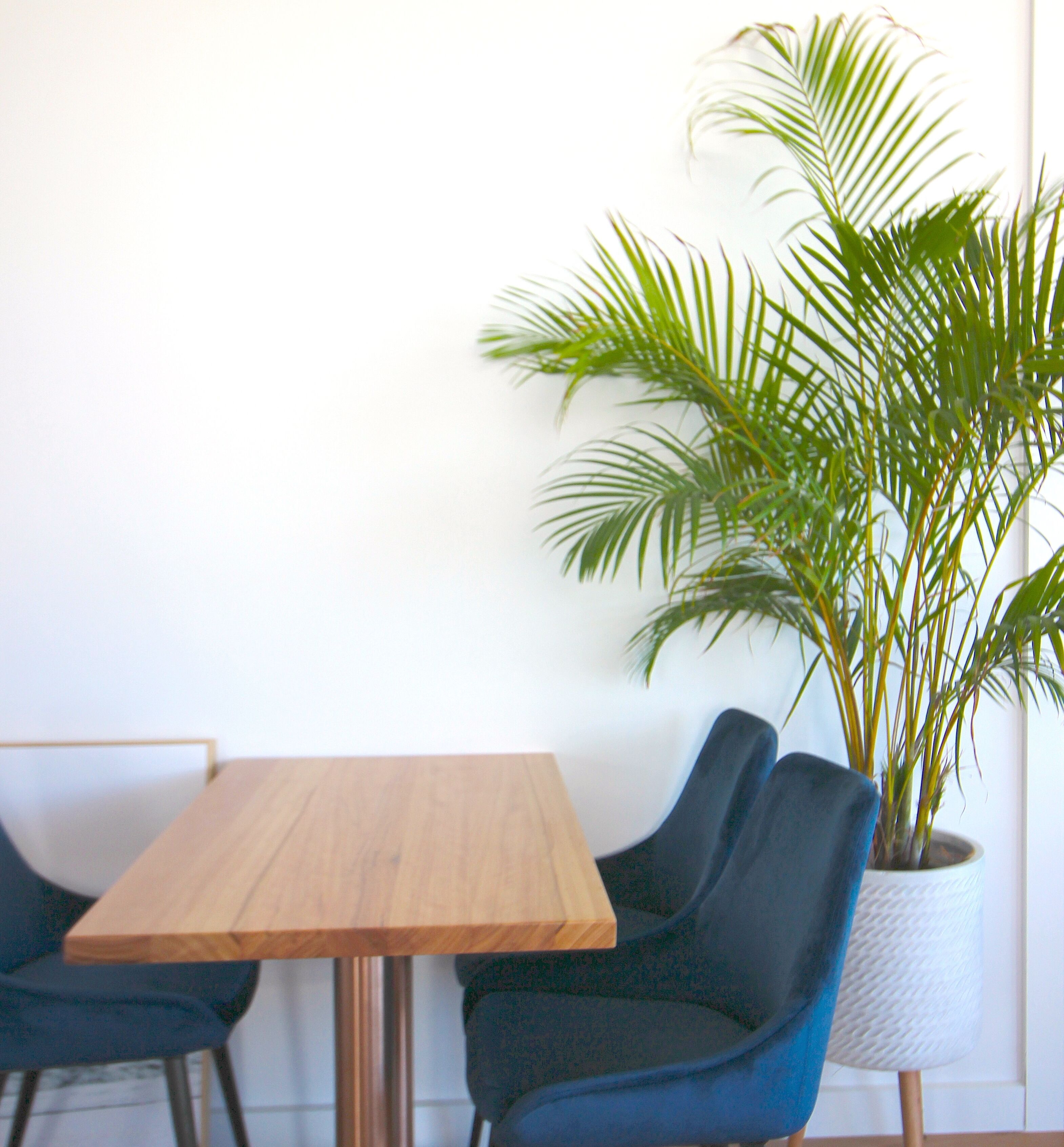 A wooden table with two dark blue chairs and a potted plant with green leaves.