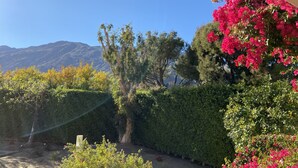 A garden with various trees and flowering plants, a clear blue sky, and mountains in the background. - Three Pools. Mountain Views. Just Blocks from vibrant downtown nightlife! (Palm Springs)