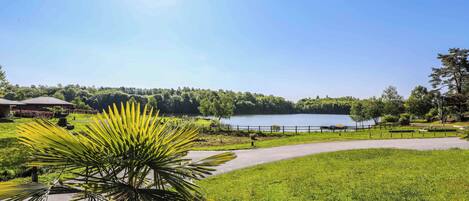 Un parque con un lago, senderos y una palmera.