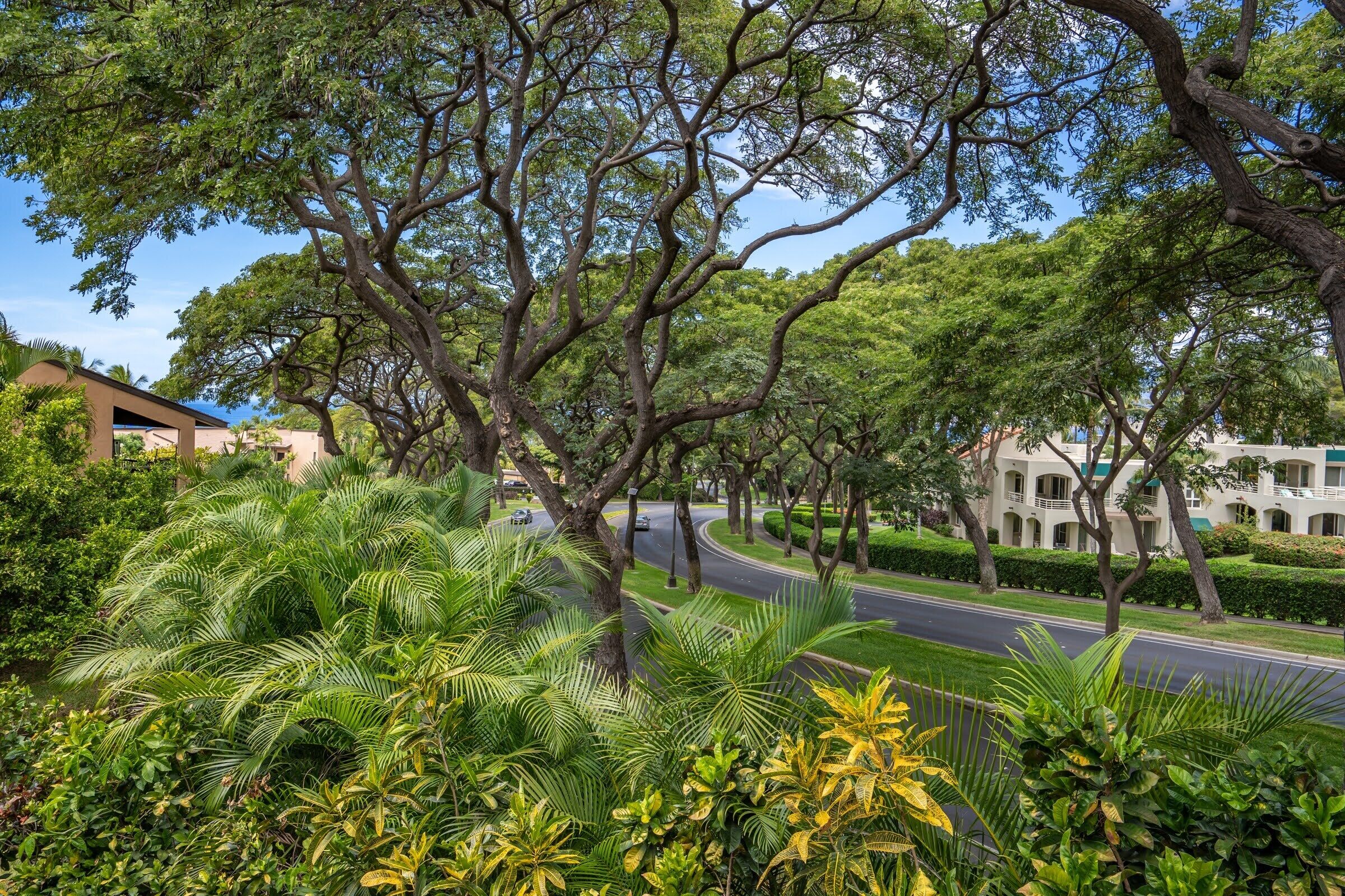A tree-lined street with a curved road, surrounded by lush greenery and buildings with balconies.