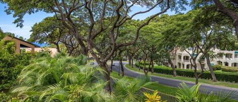 A tree-lined street with a curved road, surrounded by lush greenery and buildings with balconies.