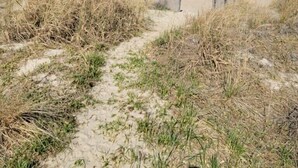 Un sendero arenoso que lleva al océano, con vegetación escasa.