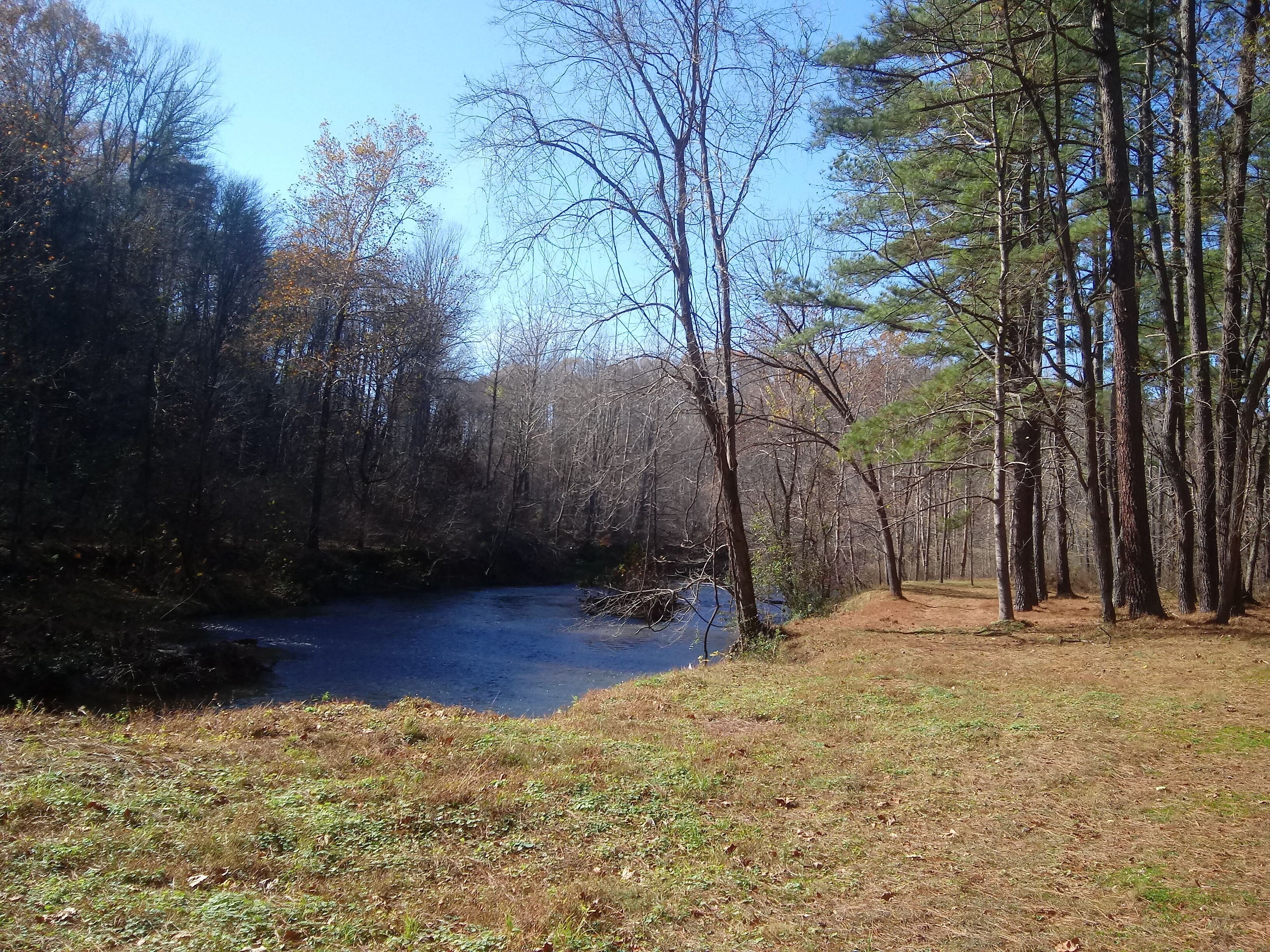 A forested area with a river, grassy banks, and tall trees.
