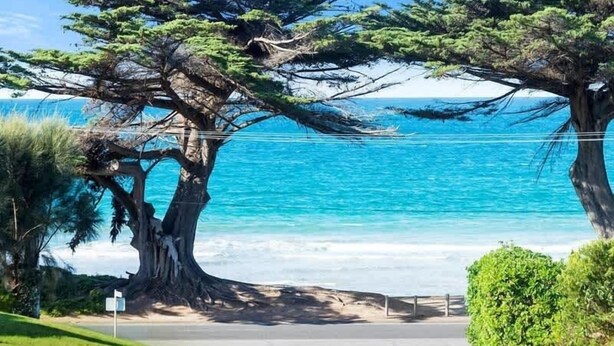 A coastal road with a large tree and a view of the ocean. - 150  Steps to Beach with EV Charging (Apollo Bay)