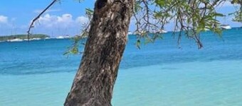 Le ti-anolis tartane martinique