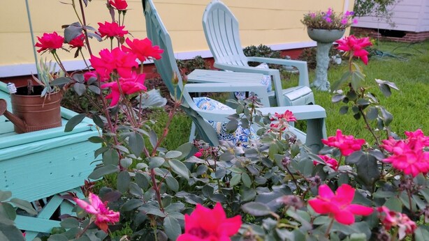 A garden with pink flowers and a blue chair. - Sunkissed Cottage (Gulfport)