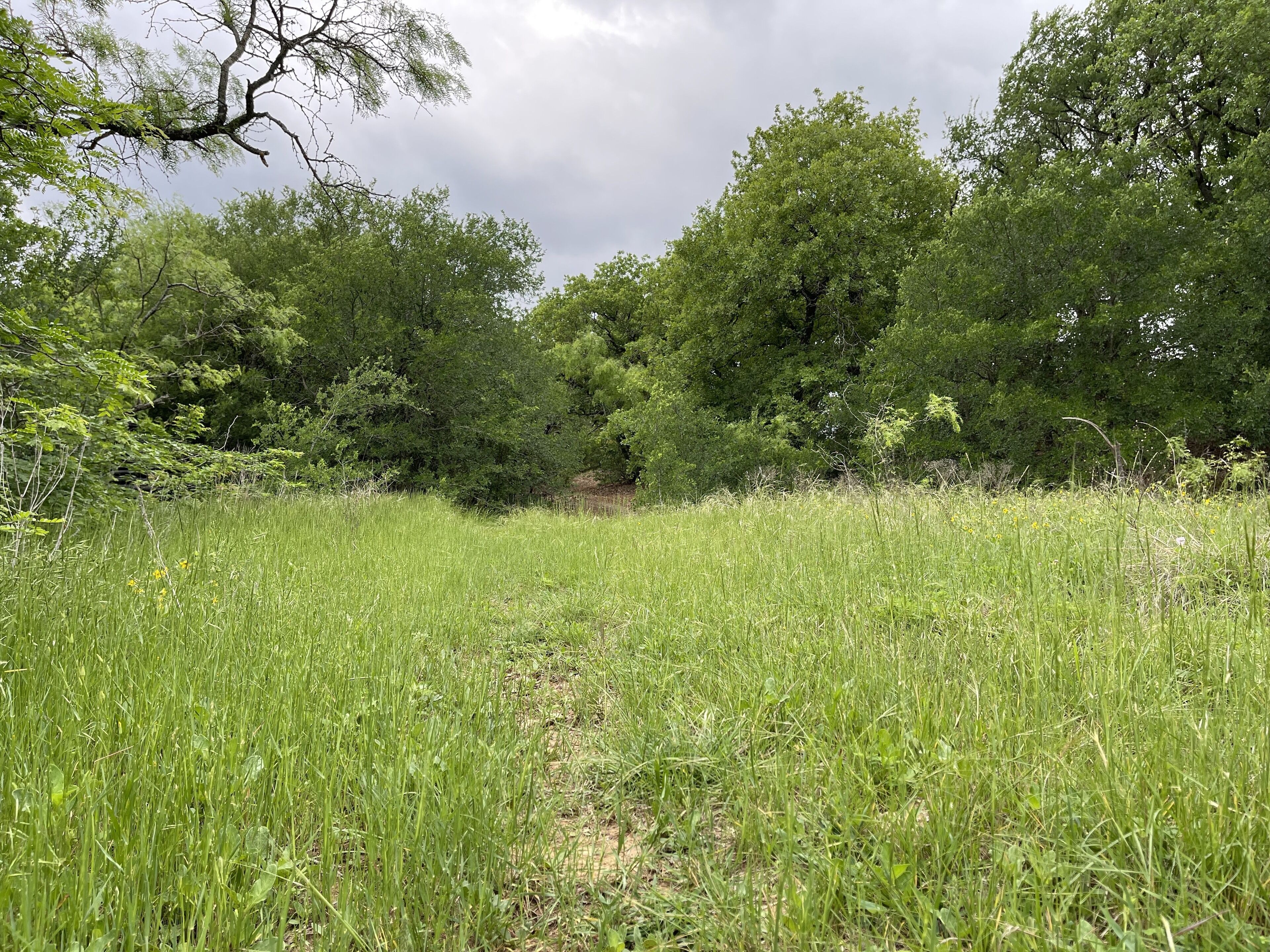 A grassy field with trees in the background.